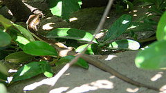 Liolaemus gravenhorstii