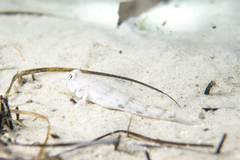 Nesogobius maccullochi