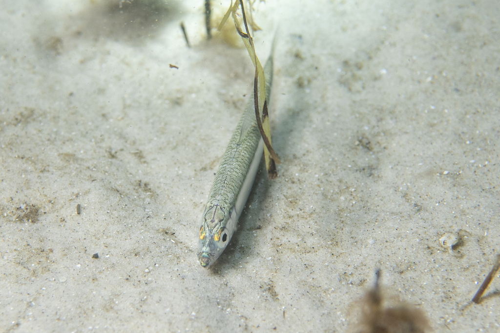 Blue Sprat (Spratelloides robustus) - Marine Life Identification