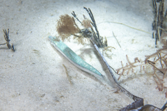 Spratelloides robustus