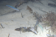 Spratelloides robustus