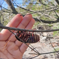 Polyzosteria limbata