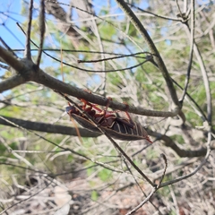Polyzosteria limbata