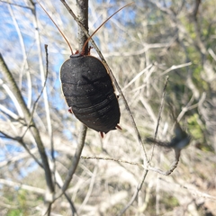 Polyzosteria limbata