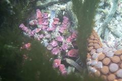 Goniocidaris impressa