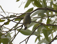Acanthiza pusilla