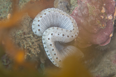 Sycozoa cerebriformis