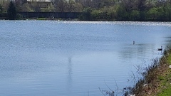 Podilymbus podiceps