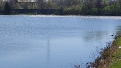 Podilymbus podiceps