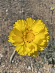 Baileya pleniradiata