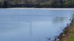 Podilymbus podiceps