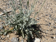 Baileya pleniradiata