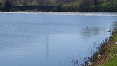 Podilymbus podiceps