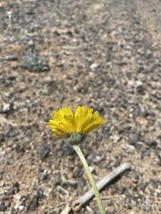 Baileya pleniradiata