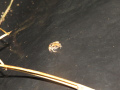 Microhyla palmipes