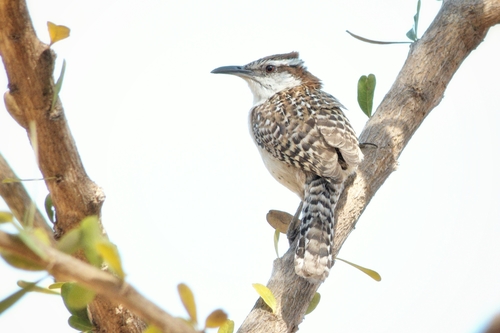 Russet-naped Wren (Campylorhynchus humilis), photo 8