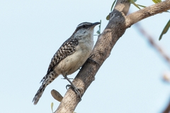 Sclater's Wren photo 3