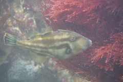 Meuschenia australis