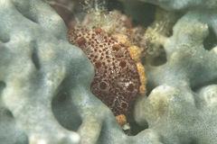 Polyclinidae