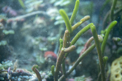 Caulerpa simpliciuscula