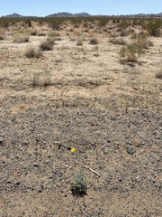 Baileya pleniradiata