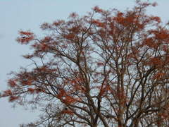 Erythrina mulungu