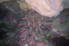 Goniocidaris impressa