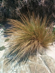 Austrostipa stipoides