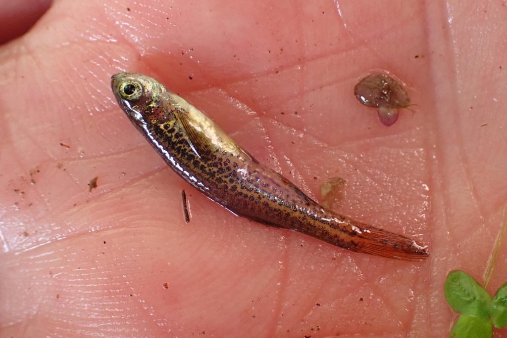 Bengal danio (Devario devario) — Cyprinidae