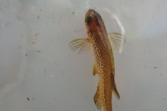 Danio rerio