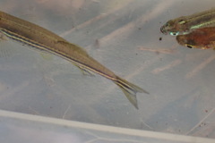 Danio rerio