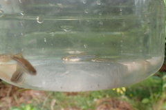 Danio rerio