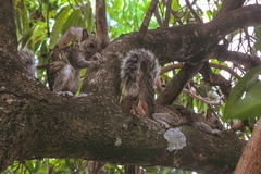 Sciurus variegatoides