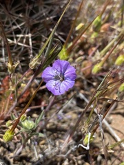 Phacelia linearis