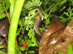 Eutropis rugifera