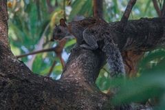 Sciurus variegatoides