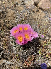 Pediocactus nigrispinus