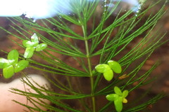 Ceratophyllum demersum