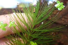 Ceratophyllum demersum