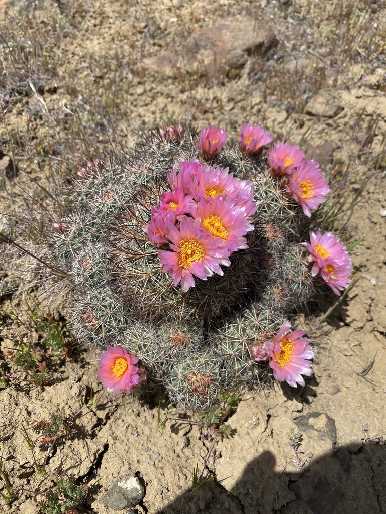 Pediocactus nigrispinus, Mitchell, OR, US