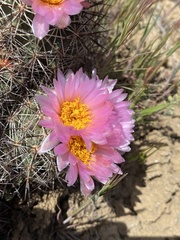 Pediocactus nigrispinus