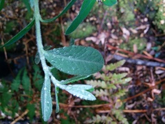 Pimelea cinerea