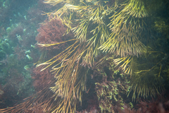 Melanthalia abscissa