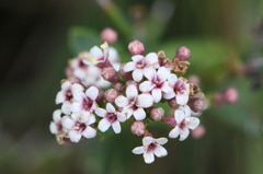 Valeriana carnosa