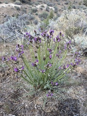 Astragalus conjunctus