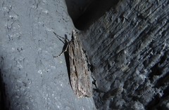 Scoparia indistinctalis