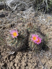 Pediocactus nigrispinus
