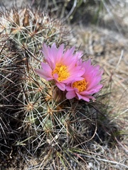 Pediocactus nigrispinus