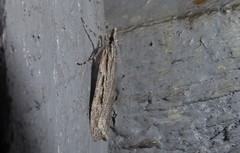 Scoparia indistinctalis