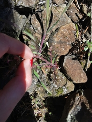 Collomia heterophylla
